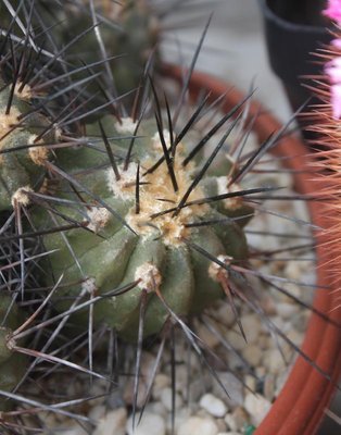 Copiapoa dealbata_2161-a.jpg (78.31 KiB) 8427 mal betrachtet vor vielen Jahren als "Ableger" einer C. carrizalensis bekommen