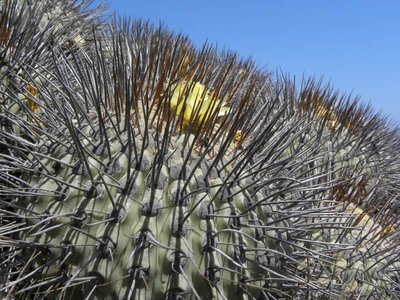 Copiapoa dealbata var.carrizalensis
