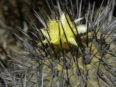 DSCN9607.JPG (88.57 KiB) 8381 mal betrachtet Copiapoa dealbata var.carrizalensis
