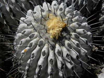 DSCN8719.JPG (95.58 KiB) 8381 mal betrachtet Copiapoa dealbata - Detail