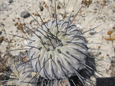 IMG_2498.JPG (91.59 KiB) 8381 mal betrachtet Copiapoa dealbata - Jungpflanze