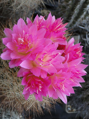 Eriosyce senilis (Np. nidus HH) 2012 April23-3.jpg