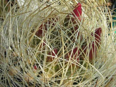 compNeoporteria_gerocephala.jpg