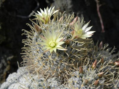Mammillaria duwei