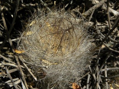 Neoporteria senilis - Monte Patria (östl. Ovalle)