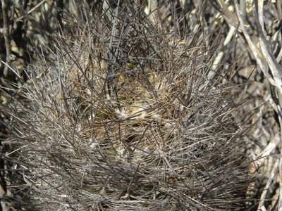 Neoporteria senilis - Monte Patria (östl. Ovalle)