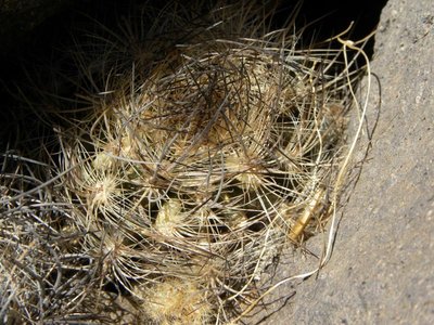 Neoporteria senilis - Monte Patria (östl. Ovalle)