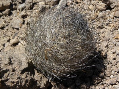 Neoporteria senilis - südwestl. Combarbalá