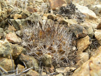 Eriosyce taltalensis v. pygmaea - Costa Esmeralda