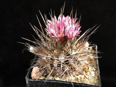 Eriosyce taltalensis (Nc. rupicola WK733) 2011 April25-5.jpg