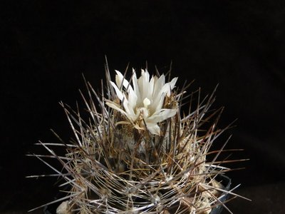 Eriosyce taltalensis v. pygmaea FK45-77 2011 Mai23-1.jpg