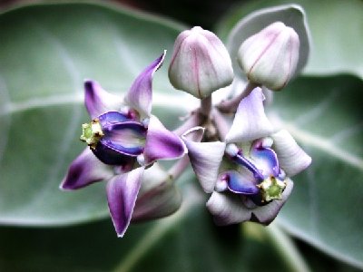 2 Calotropis gigantea_600.jpg