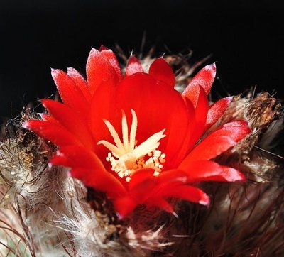 Parodia  2011 012.JPG