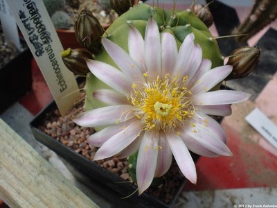Echinocereus knippelianus