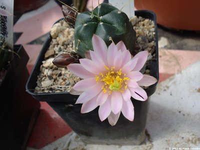 Echinocereus knippelianus, Los Mimbres, Caleana, Nuevo Leon