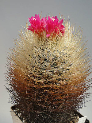 Eriosyce senilis (Np. nidus grobbedornt HH) 2012 April19.jpg