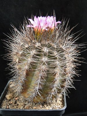 Eriosyce senilis ssp. coimasensis 2011 April09-5.jpg