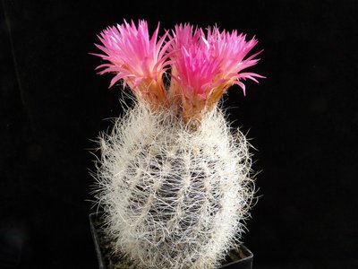 Eriosyce senilis (Np. gerocephala) 2011 April25-16.jpg