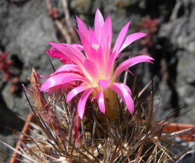 4779-3690-2012-04-001.jpg (82.9 KiB) 9261 mal betrachtet Neoporteria coimasensis robusta KK1554