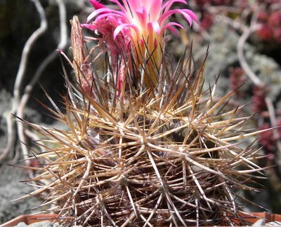 Neoporteria coimasensis robusta KK1554