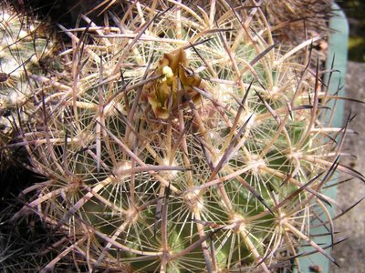 Echinomastus laui