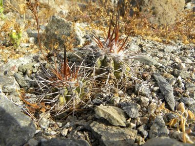 Copiapoa spec. Chanaral