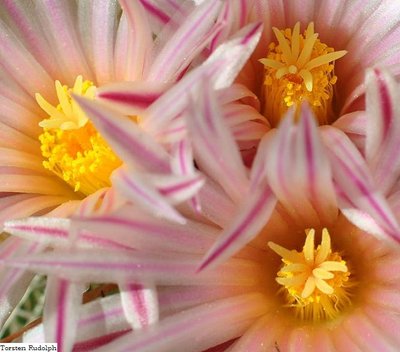 Gymnocactus,Mammi,Thelo 090.JPG