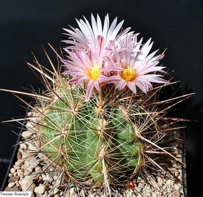 Gymnocactus,Mammi,Thelo 033.JPG