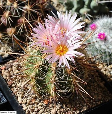 Gymnocactus,Mammi,Thelo 102.JPG