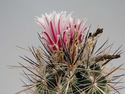 Thelocactus lausseri 2011 September06-1.jpg