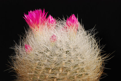 Neoporteria senilis 03.jpg