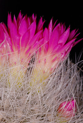 Neoporteria senilis 02.jpg