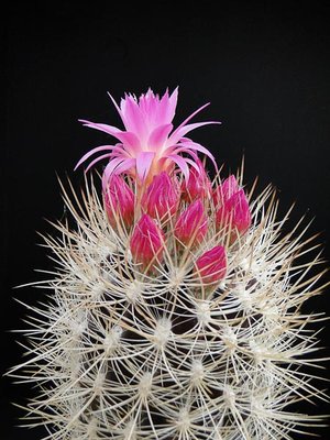 Eriosyce subgibbosa (Np. heteracantha HH) 2012 April29-4.jpg