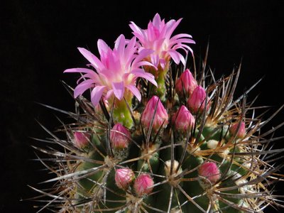 Eriosyce subgibbosa v. nigrihorrida KK26 2011 Mai23-1.jpg