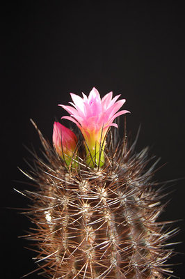 Eriosyce senilis ssp. coimasensis FR473 (Np. coimasensis) 2012 Mai02.jpg