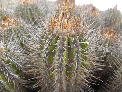 Copiapoa marginata - Morro Copiapo