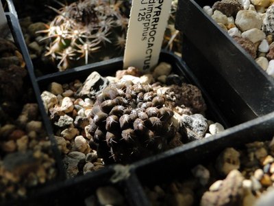 Eriosyce heinrichiana ssp. intermedia J125 (Py. dimorphus) 2011 Mai17.jpg