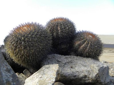 DSCN8916.JPG (82.69 KiB) 9677 mal betrachtet Copiapoa serpentisulcata