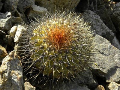 DSCN8918.JPG (121.31 KiB) 9677 mal betrachtet Copiapoa serpentisulcata - Jungpflanze