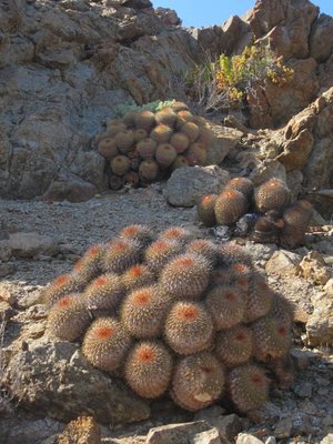 IMG_2548.JPG (100.83 KiB) 9677 mal betrachtet Copiapoa serpentisulcata - große Polster