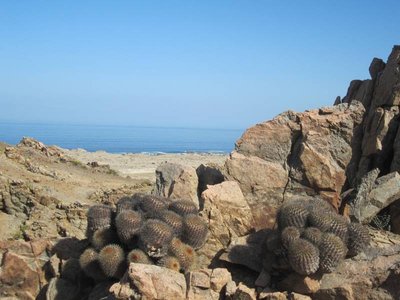 Copiapoa serpentisulcata - Standort