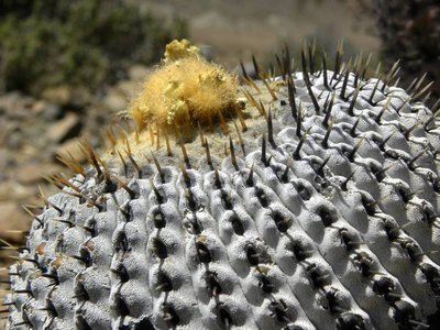 Copiapoa columna-alba