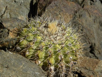 DSCN8899.JPG (103.23 KiB) 9677 mal betrachtet Copiapoa cinerascens intermedia - Barquito