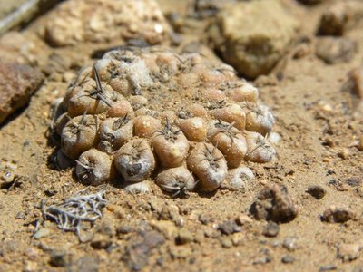 DSCN8617.JPG (93.51 KiB) 9059 mal betrachtet Eriosyce heinrichiana - Unterlauf Rio Choros