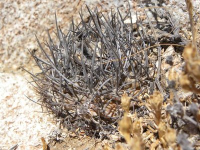 Eriosyce heinrichiana - Trapiche