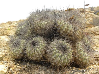 DSCN9090.JPG (119.6 KiB) 5115 mal betrachtet Copiapoa grandiflora - Esmeralda