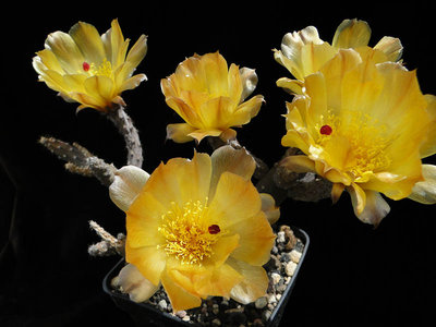 Pterocactus tuberosus (Pt. decipiens) 2011 Juno15-1.jpg