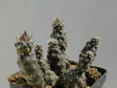 Pterocactus australis MK 824 2012 April28-2.jpg