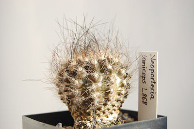 Eriosyce villosa L868 (Np. laniceps) 2012 Mai02.jpg