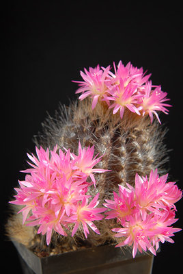 Eriosyce villosa (Np. villosa HH) 2012 Mai03.jpg
